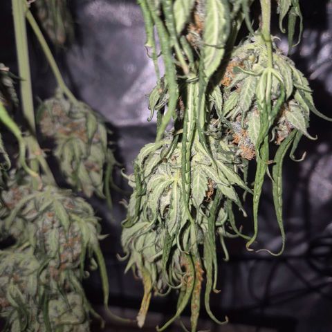 LSD auto (63-70 Tage ab Keimung) growlog timeline photo
