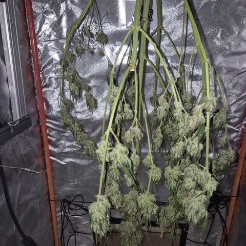 LSD auto (63-70 Tage ab Keimung) growlog timeline photo