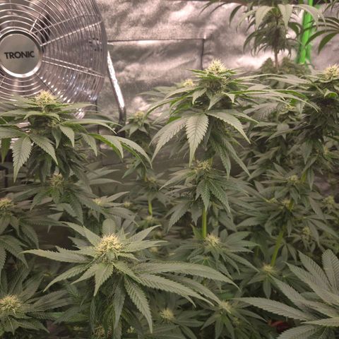 💚Bubba kush 🦝 (56-63 BT) growlog timeline photo