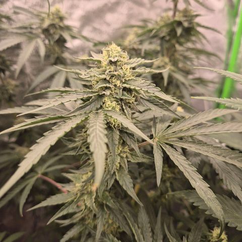 Ice cream cake 🍰 & permanent marker🖊(65-73bt) growlog timeline photo
