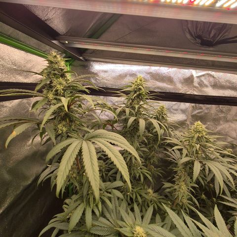 ICE 💚🧊 (63-70bt) growlog timeline photo