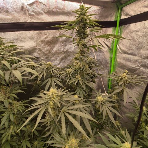 Ice cream cake 🍰 & permanent marker🖊(65-73bt) growlog timeline photo