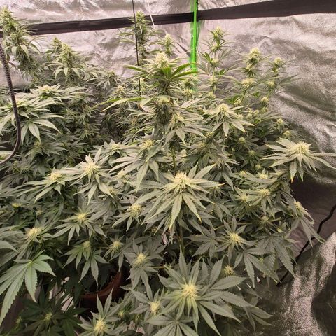 Mimosa evo stecki  🍊🍋🍍 (65-70bt) growlog timeline photo