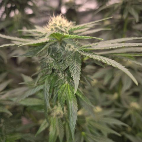💚Bubba kush 🦝 (56-63 BT) growlog timeline photo