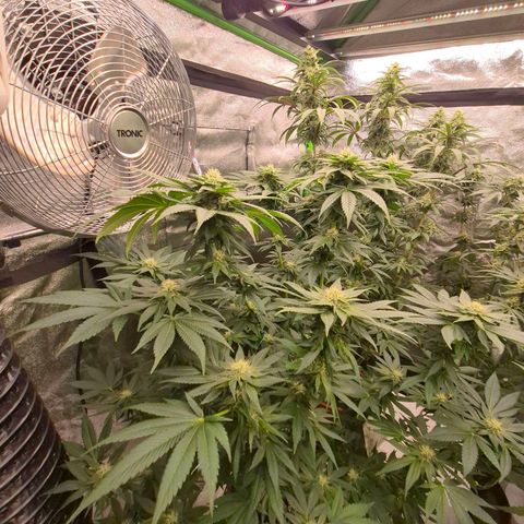 💚Bubba kush 🦝 (56-63 BT) growlog timeline photo