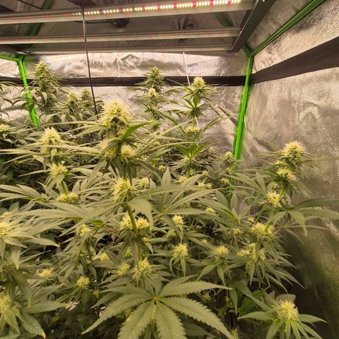 Tangerine dream 🌴 (60-65bt)  growlog timeline photo
