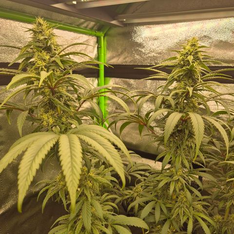 ICE 💚🧊 (63-70bt) growlog timeline photo