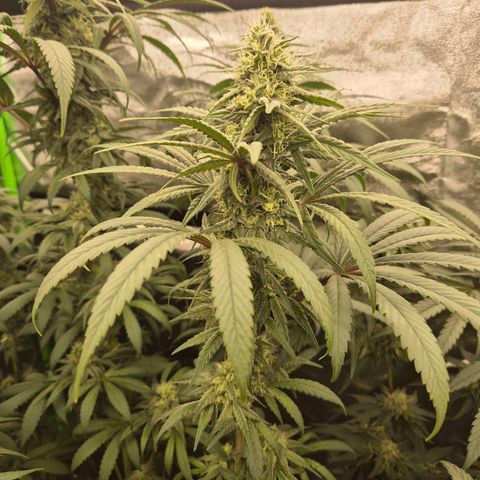 ICE 💚🧊 (63-70bt) growlog timeline photo