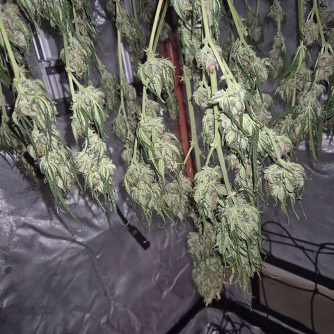 LSD auto (63-70 Tage ab Keimung) growlog timeline photo
