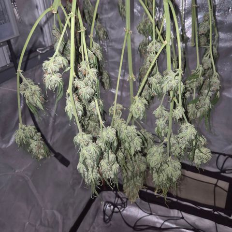 LSD auto (63-70 Tage ab Keimung) growlog timeline photo
