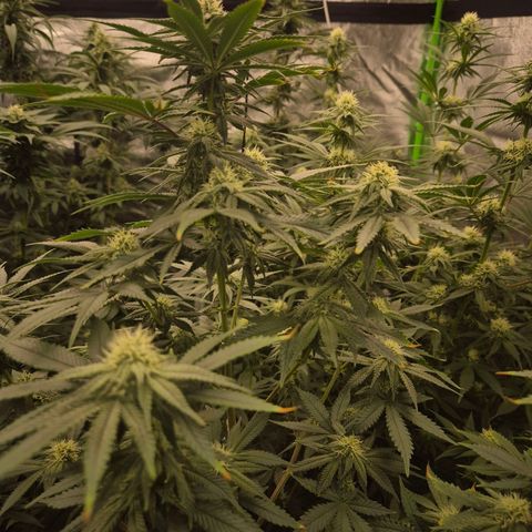 Mimosa evo stecki  🍊🍋🍍 (65-70bt) growlog timeline photo