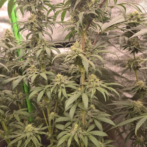 ICE 💚🧊 (63-70bt) growlog timeline photo