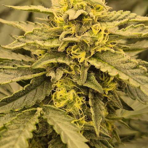 Ice cream cake 🍰 & permanent marker🖊(65-73bt) growlog timeline photo