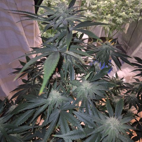 Mimosa evo stecki  🍊🍋🍍 (65-70bt) growlog timeline photo