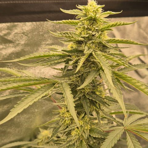 Ice cream cake 🍰 & permanent marker🖊(65-73bt) growlog timeline photo