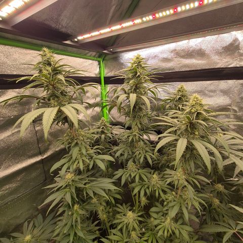 ICE 💚🧊 (63-70bt) growlog timeline photo