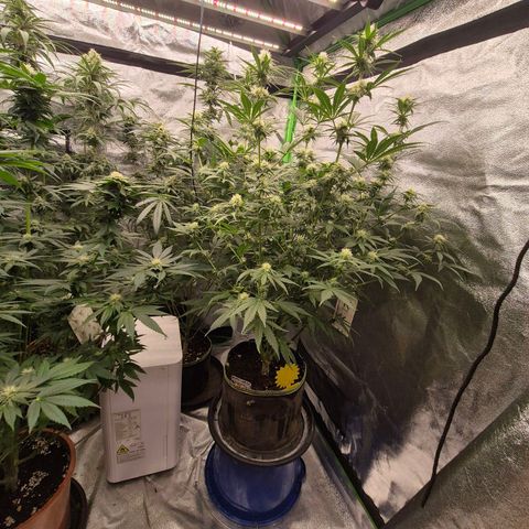 Tangerine dream 🌴 (60-65bt)  growlog timeline photo