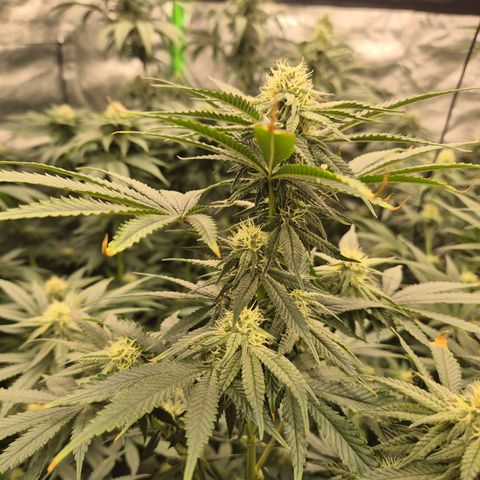 Mimosa evo stecki  🍊🍋🍍 (65-70bt) growlog timeline photo