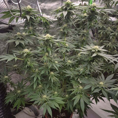 💚Bubba kush 🦝 (56-63 BT) growlog timeline photo