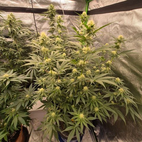 Tangerine dream 🌴 (60-65bt)  growlog timeline photo