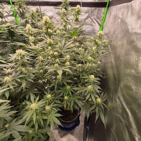 Tangerine dream 🌴 (60-65bt)  growlog timeline photo