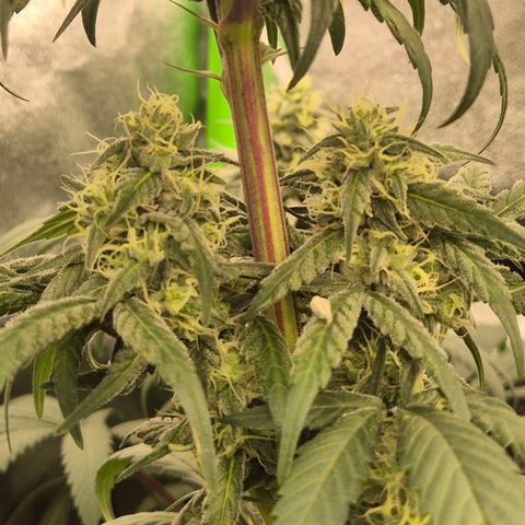 ICE 💚🧊 (63-70bt) growlog timeline photo