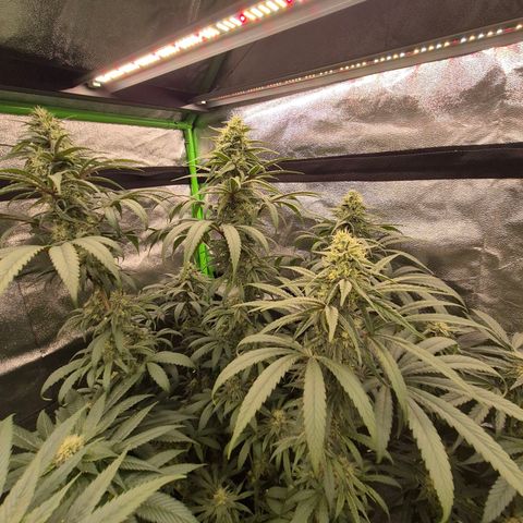 ICE 💚🧊 (63-70bt) growlog timeline photo
