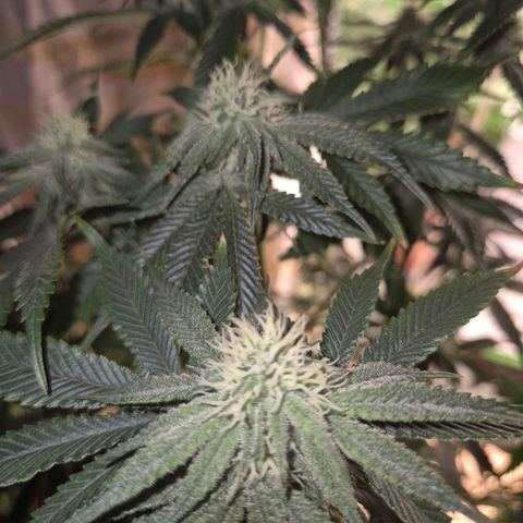 Mimosa evo stecki  🍊🍋🍍 (65-70bt) growlog timeline photo