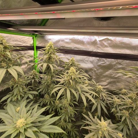ICE 💚🧊 (63-70bt) growlog timeline photo