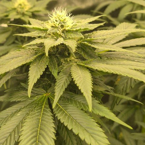 💚Bubba kush 🦝 (56-63 BT) growlog timeline photo