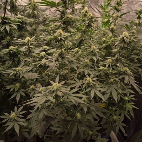 Mimosa evo stecki  🍊🍋🍍 (65-70bt) growlog timeline photo