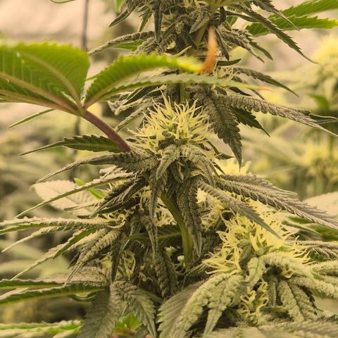 Mimosa evo stecki  🍊🍋🍍 (65-70bt) growlog timeline photo