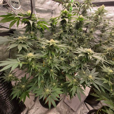 💚Bubba kush 🦝 (56-63 BT) growlog timeline photo