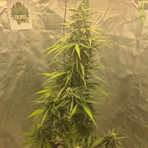 💚CHOCOLOPE 🍫 ☕️auto (56-63 BT) growlog timeline photo