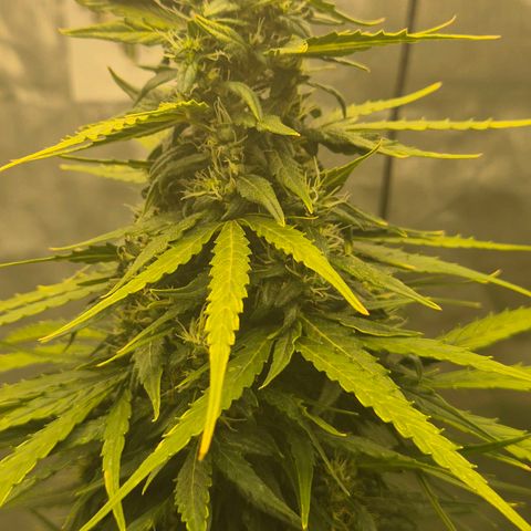 💚CHOCOLOPE 🍫 ☕️auto (56-63 BT) growlog timeline photo