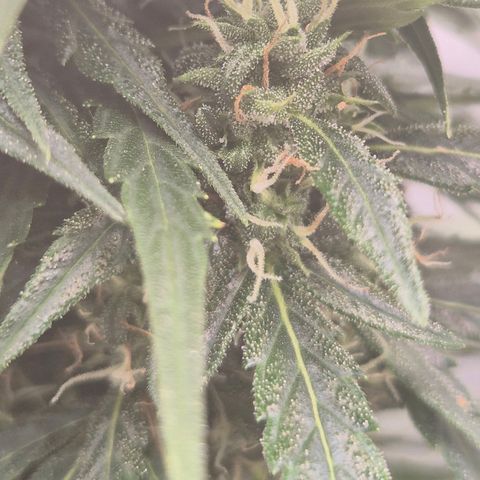 💚CHOCOLOPE 🍫 ☕️auto (56-63 BT) growlog timeline photo