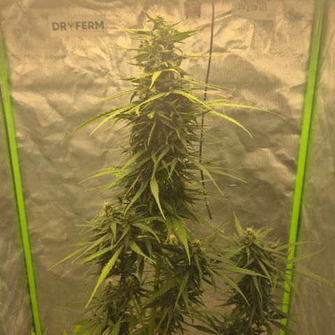 💚CHOCOLOPE 🍫 ☕️auto (56-63 BT) growlog timeline photo