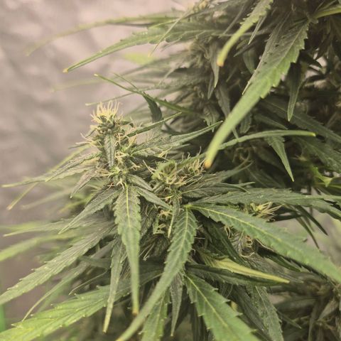 💚CHOCOLOPE 🍫 ☕️auto (56-63 BT) growlog timeline photo