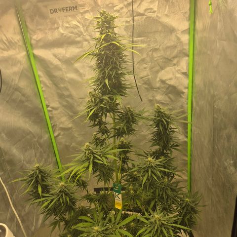💚CHOCOLOPE 🍫 ☕️auto (56-63 BT) growlog timeline photo