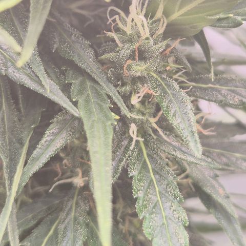 💚CHOCOLOPE 🍫 ☕️auto (56-63 BT) growlog timeline photo