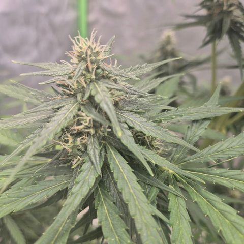 💚CHOCOLOPE 🍫 ☕️auto (56-63 BT) growlog timeline photo