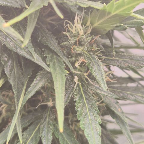💚CHOCOLOPE 🍫 ☕️auto (56-63 BT) growlog timeline photo