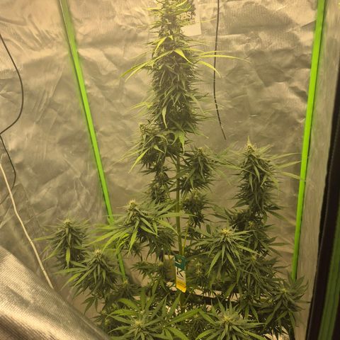 💚CHOCOLOPE 🍫 ☕️auto (56-63 BT) growlog timeline photo