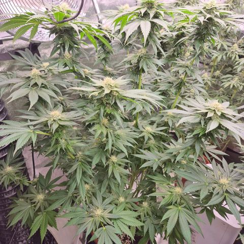 💚Bubba kush 🦝 (56-63 BT) growlog timeline photo