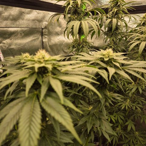 💚Bubba kush 🦝 (56-63 BT) growlog timeline photo
