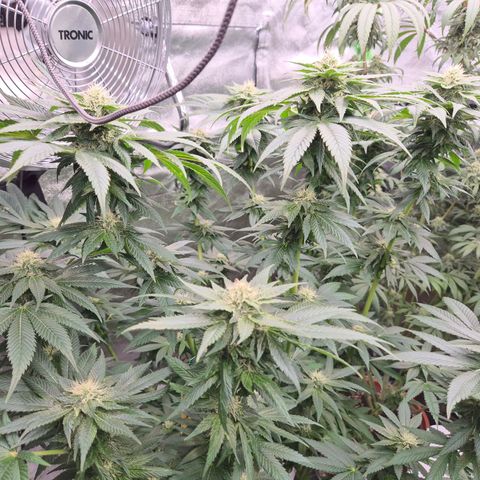 💚Bubba kush 🦝 (56-63 BT) growlog timeline photo