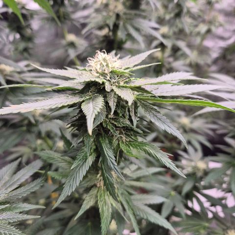 💚Bubba kush 🦝 (56-63 BT) growlog timeline photo