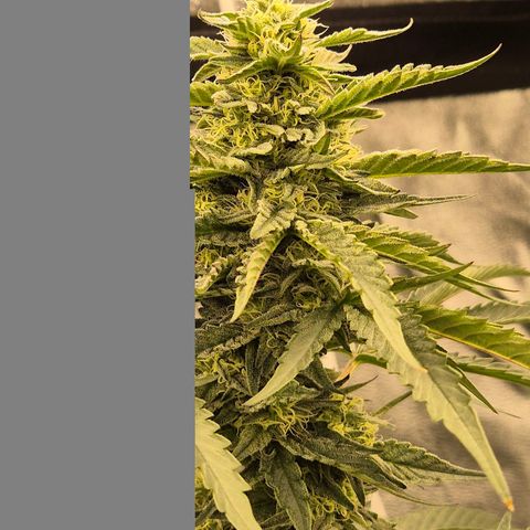 Ice cream cake 🍰 & permanent marker🖊(65-73bt) growlog timeline photo