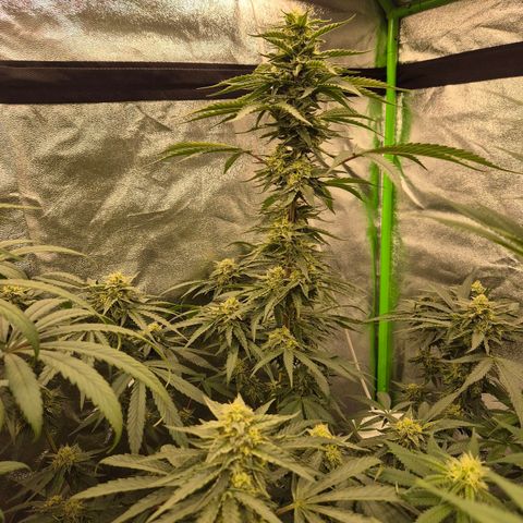 Ice cream cake 🍰 & permanent marker🖊(65-73bt) growlog timeline photo
