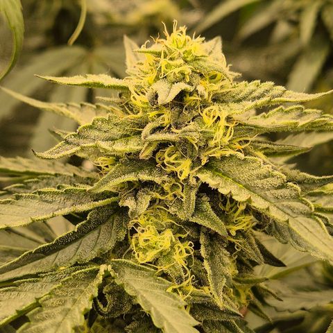 Ice cream cake 🍰 & permanent marker🖊(65-73bt) growlog timeline photo